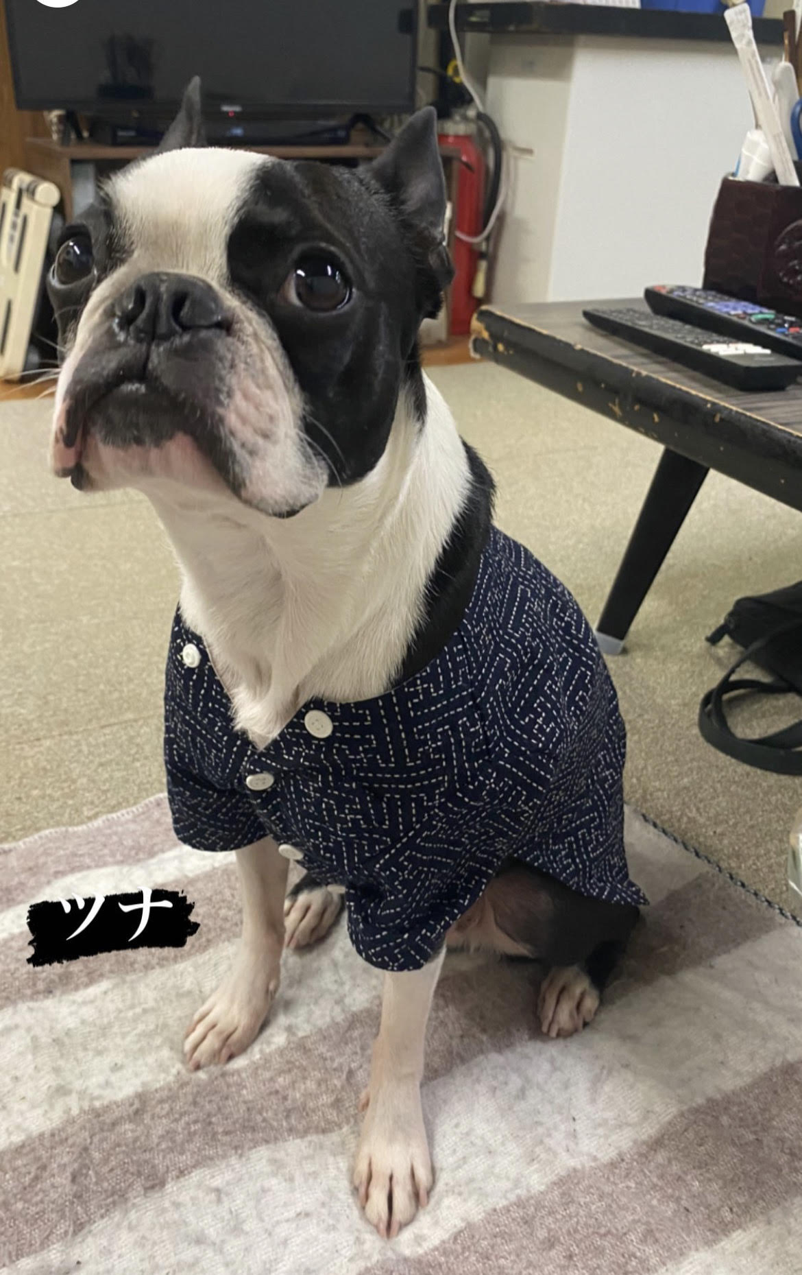 ●愛犬 ふみ作 様 ボステリ軍団【Custom design】