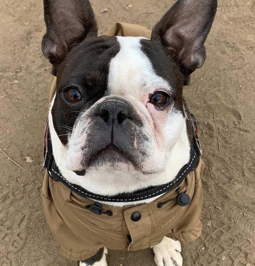 ●愛犬 ブン太様【オリジナルオーダー】